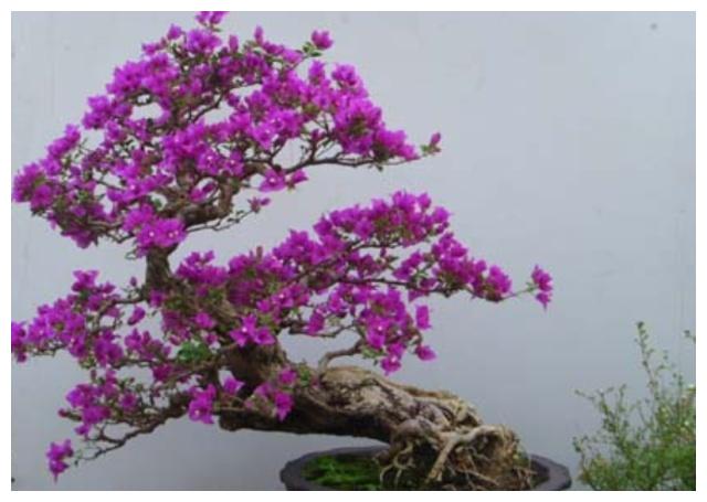 养护三角梅,基础几点要做好,开花爆盆艳丽,一年开花“300天