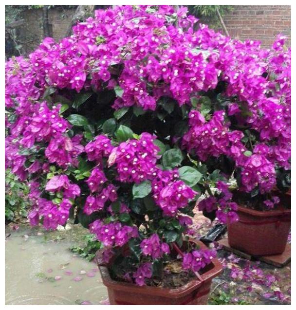 养护三角梅,基础几点要做好,开花爆盆艳丽,一年开花“300天