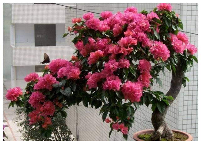 养护三角梅,基础几点要做好,开花爆盆艳丽,一年开花“300天