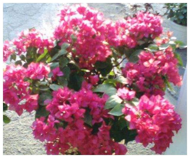 养护三角梅,基础几点要做好,开花爆盆艳丽,一年开花“300天