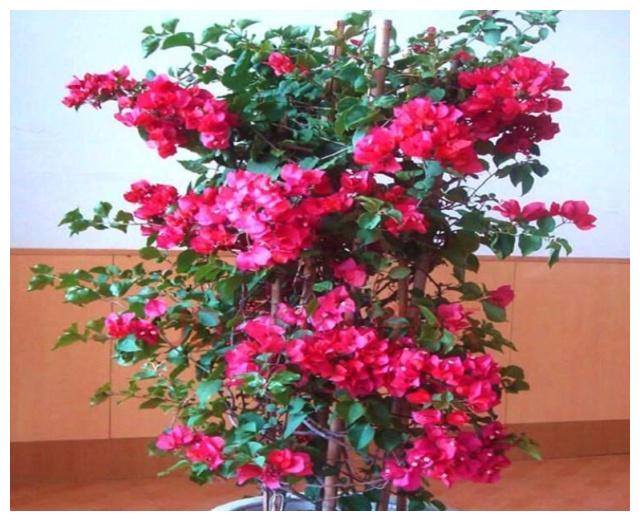 养护三角梅,基础几点要做好,开花爆盆艳丽,一年开花“300天