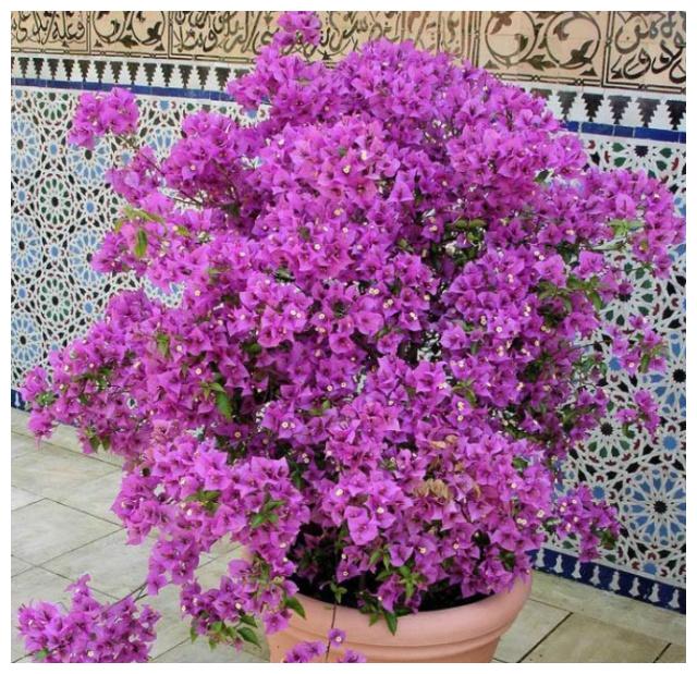 养护三角梅,基础几点要做好,开花爆盆艳丽,一年开花“300天