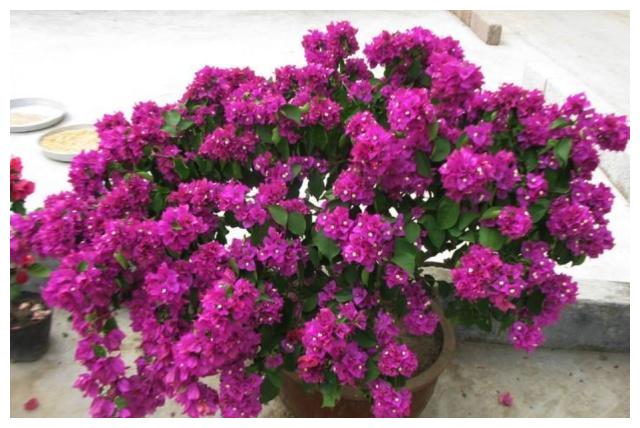 养护三角梅,基础几点要做好,开花爆盆艳丽,一年开花“300天