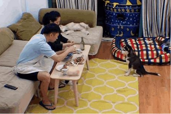 杨迪住的房子也太搞笑了，面积太小了，连家具都要买“缩水版”