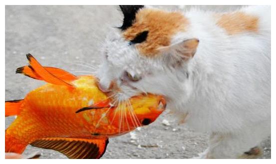 男子捡到只猫咪，饲养几天后发现不对，偷偷跟踪后，使他喜出望外