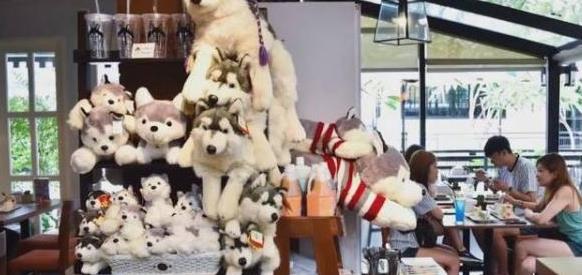 泰国开了一家哈士奇咖啡店，客人可以和狗狗们一起就餐玩耍！