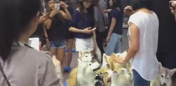 泰国开了一家哈士奇咖啡店，客人可以和狗狗们一起就餐玩耍！
