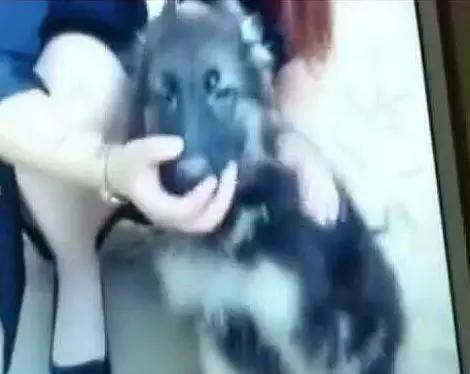 男子通过某短视频网购牧羊犬，收货后才发现被骗，连忙报警
