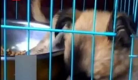 男子通过某短视频网购牧羊犬，收货后才发现被骗，连忙报警
