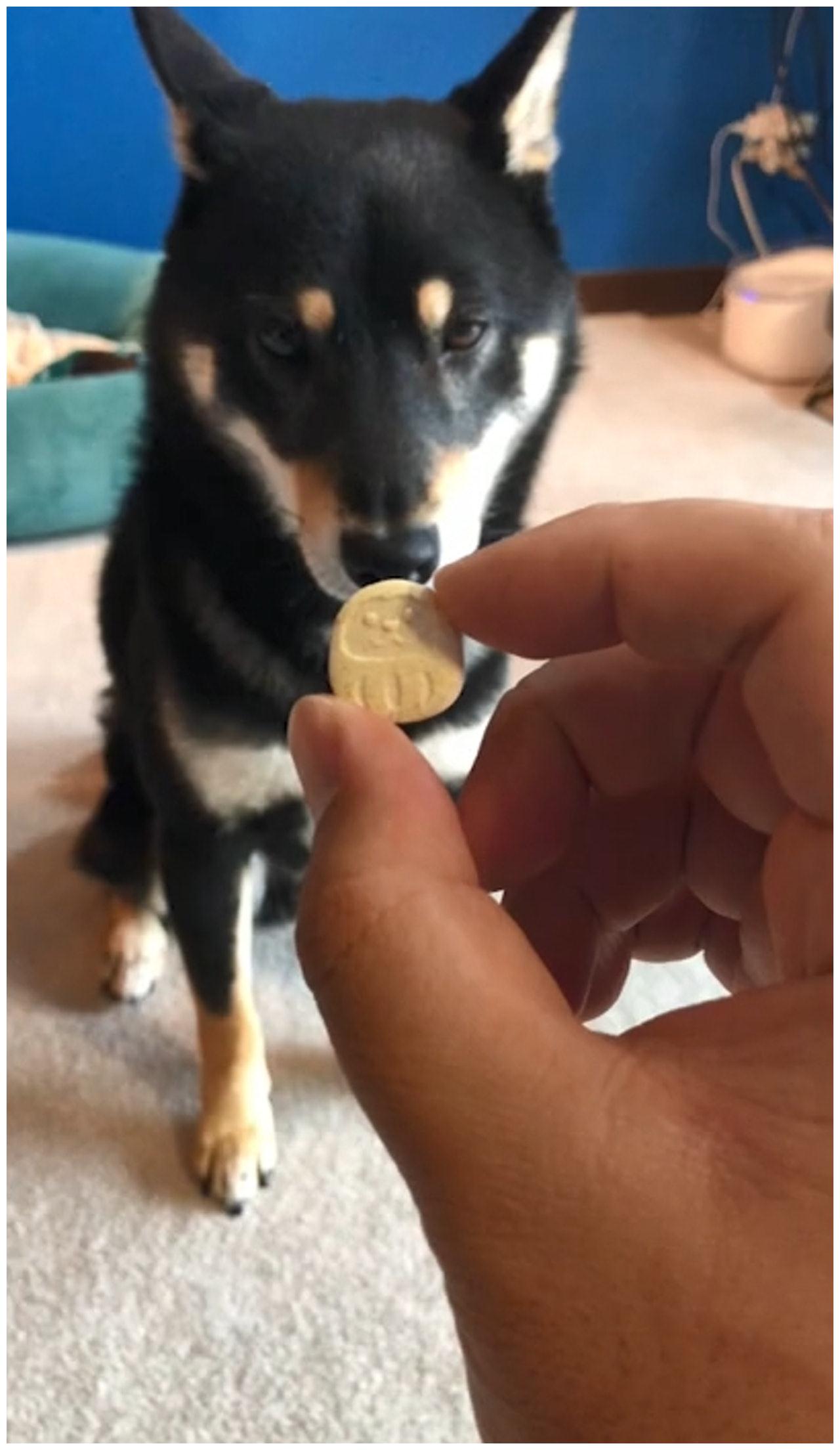 宠主给挑食柴犬吃零食,它面对饼干与肉干态度极现实!