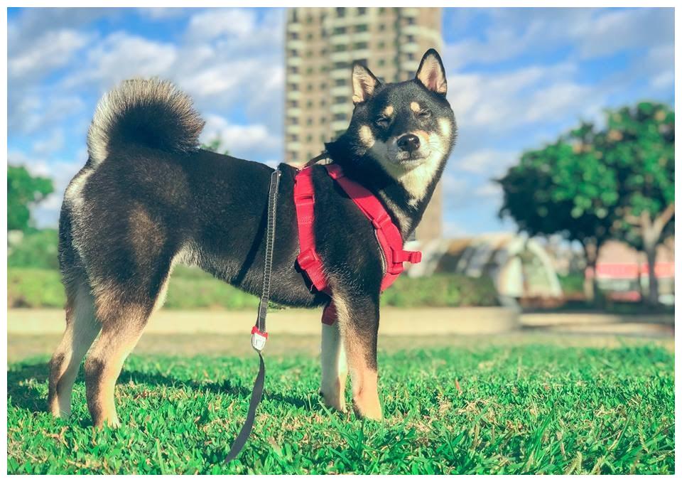 宠主给挑食柴犬吃零食,它面对饼干与肉干态度极现实!