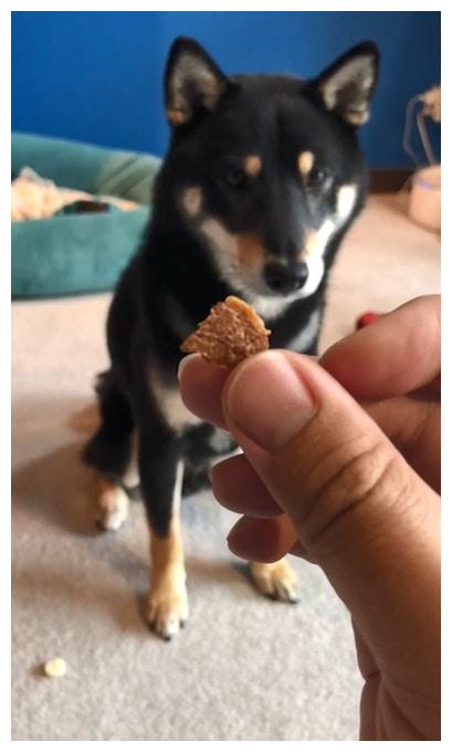 宠主给挑食柴犬吃零食,它面对饼干与肉干态度极现实!