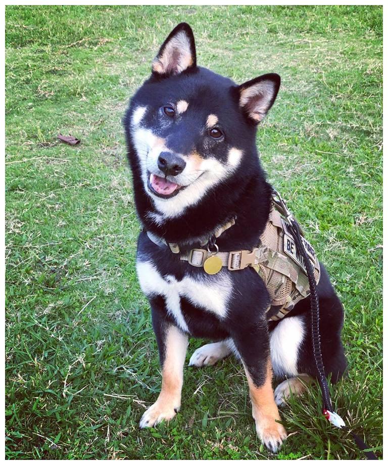 宠主给挑食柴犬吃零食,它面对饼干与肉干态度极现实!