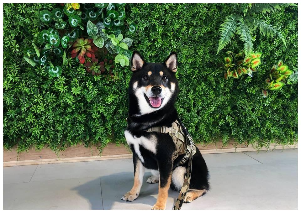 宠主给挑食柴犬吃零食,它面对饼干与肉干态度极现实!