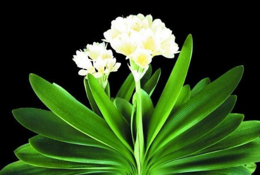 自制“2种”养花生长水，浇水加一点，养啥旺啥，叶绿、花爆盆！