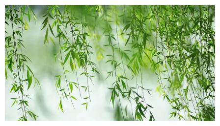 自制“2种”养花生长水，浇水加一点，养啥旺啥，叶绿、花爆盆！