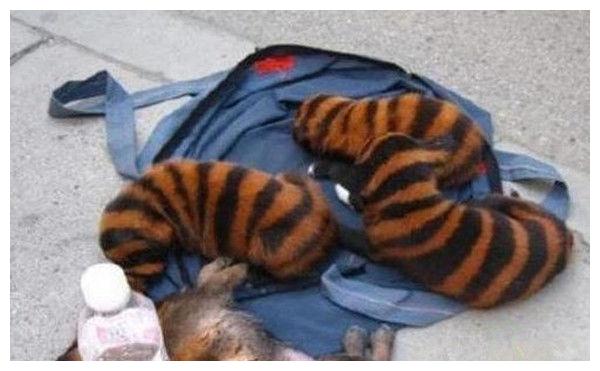 小伙五千买了只蜜蜂狗，第二天给狗狗洗完澡后，眼前一幕让他傻眼