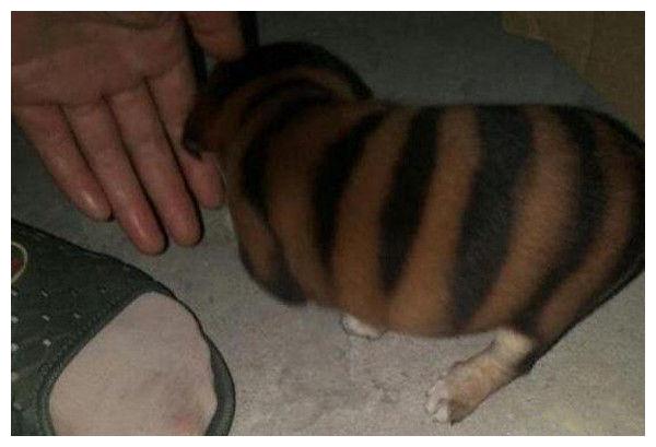 小伙五千买了只蜜蜂狗，第二天给狗狗洗完澡后，眼前一幕让他傻眼