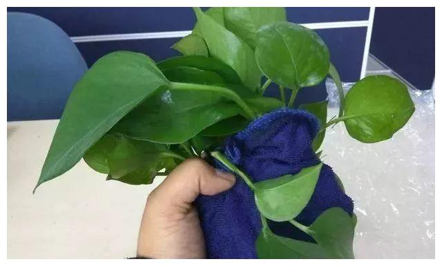 家养绿萝，用一条毛巾就能爆盆，疯长大白根，30天长成绿瀑布