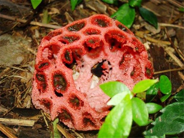 西藏现世界上最奇特的菌类，形状如灯笼，臭味熏天连植物家都嫌弃