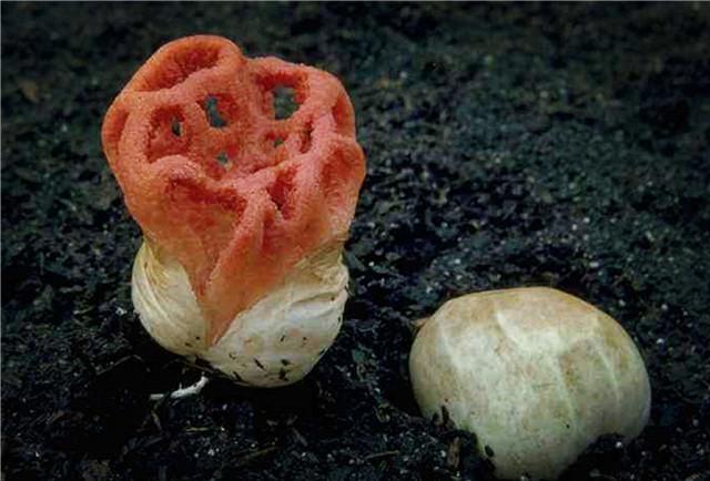 西藏现世界上最奇特的菌类，形状如灯笼，臭味熏天连植物家都嫌弃