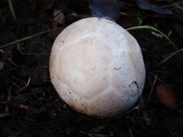 西藏现世界上最奇特的菌类，形状如灯笼，臭味熏天连植物家都嫌弃