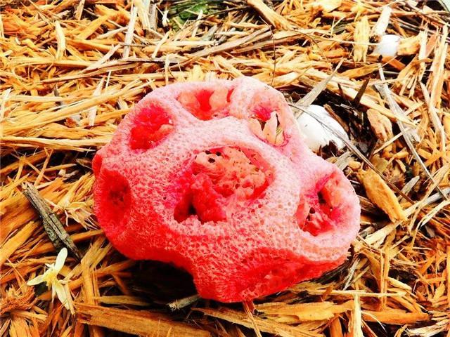 西藏现世界上最奇特的菌类，形状如灯笼，臭味熏天连植物家都嫌弃