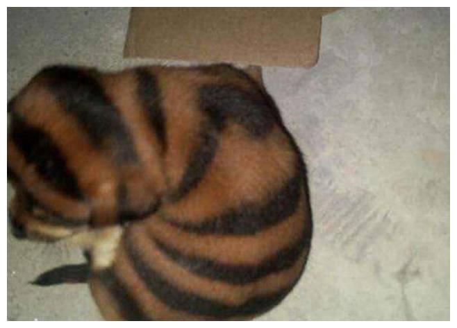 男子公园溜弯听见怪声，拨开草丛发现蜜蜂狗，仔细看后愤怒不已