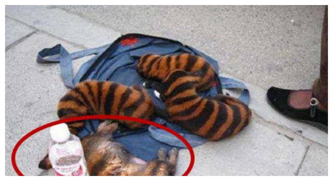 男子公园溜弯听见怪声，拨开草丛发现蜜蜂狗，仔细看后愤怒不已