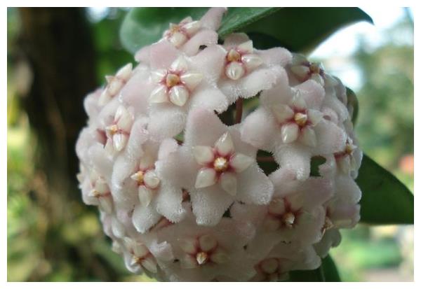 球兰夏季养护要注意,只要做好3方面,球兰枝条开满花朵长势好