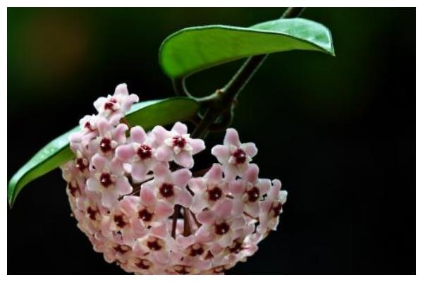 球兰夏季养护要注意,只要做好3方面,球兰枝条开满花朵长势好