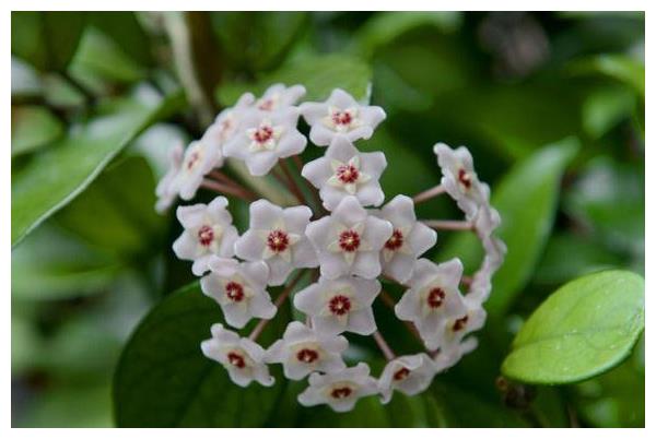 球兰夏季养护要注意,只要做好3方面,球兰枝条开满花朵长势好