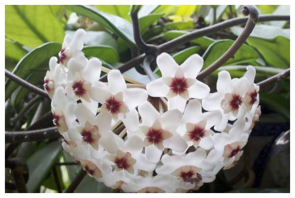 球兰夏季养护要注意,只要做好3方面,球兰枝条开满花朵长势好