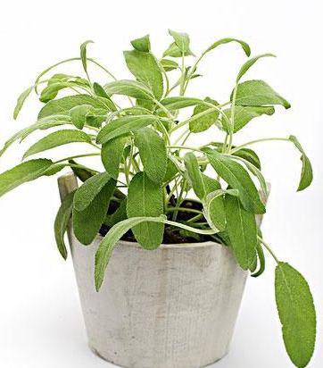 废弃报纸不要扔,养护植物有妙招,轻松爆盆还开花!