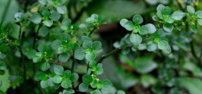 废弃报纸不要扔,养护植物有妙招,轻松爆盆还开花!