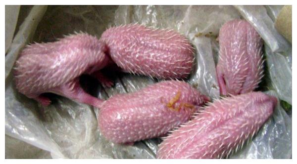男子修理屋顶，发现不明生物，仔细一看不淡定了
