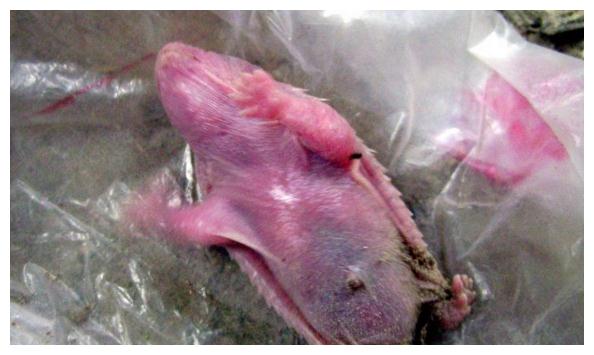 男子修理屋顶，发现不明生物，仔细一看不淡定了
