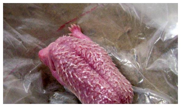 男子修理屋顶，发现不明生物，仔细一看不淡定了