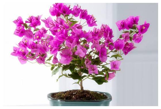 三角梅又叫叶子花,颜色艳丽,花期较长,三角梅养护要注意什么?