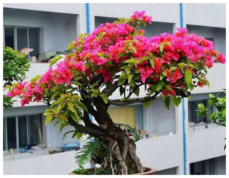 三角梅又叫叶子花,颜色艳丽,花期较长,三角梅养护要注意什么?