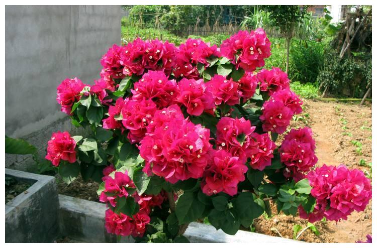 三角梅又叫叶子花,颜色艳丽,花期较长,三角梅养护要注意什么?