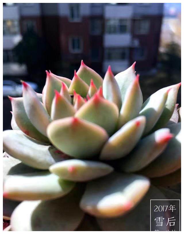 别总抱怨网购的多肉植物状态不够好？其实很有可能是因为你不会养