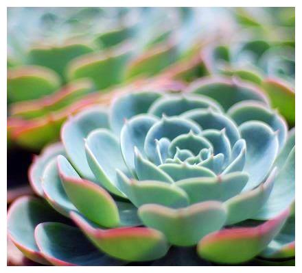 别总抱怨网购的多肉植物状态不够好？其实很有可能是因为你不会养