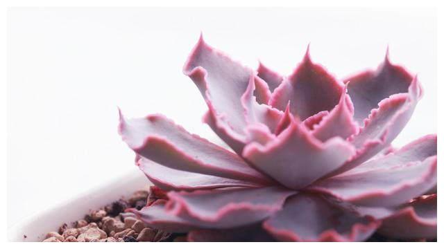 别总抱怨网购的多肉植物状态不够好？其实很有可能是因为你不会养