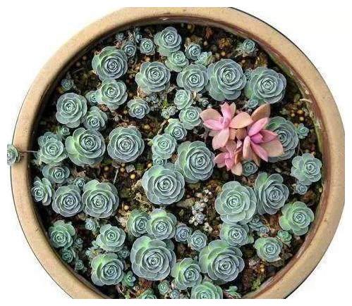 别总抱怨网购的多肉植物状态不够好？其实很有可能是因为你不会养