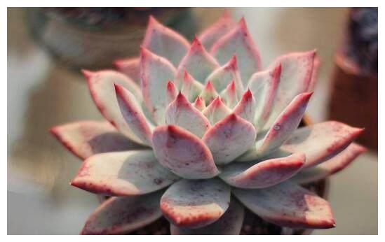 别总抱怨网购的多肉植物状态不够好？其实很有可能是因为你不会养