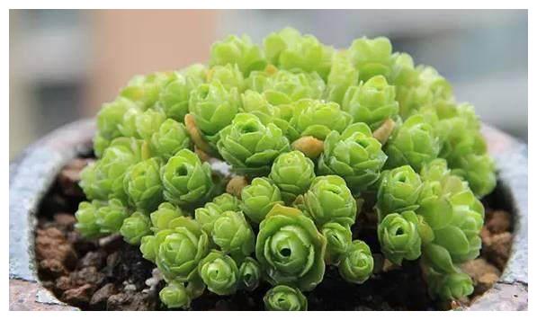 别总抱怨网购的多肉植物状态不够好？其实很有可能是因为你不会养