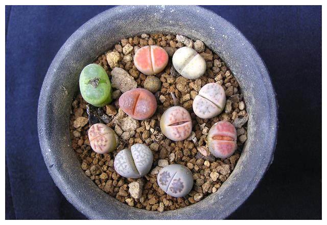 别总抱怨网购的多肉植物状态不够好？其实很有可能是因为你不会养