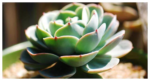 别总抱怨网购的多肉植物状态不够好？其实很有可能是因为你不会养