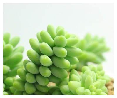 别总抱怨网购的多肉植物状态不够好？其实很有可能是因为你不会养